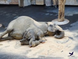 Tiergarten Schönbrunn am 20.10.2025